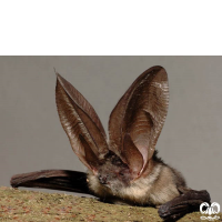 گونه خفاش گوش بلند کوهستانی Mountain Long-eared Bat 